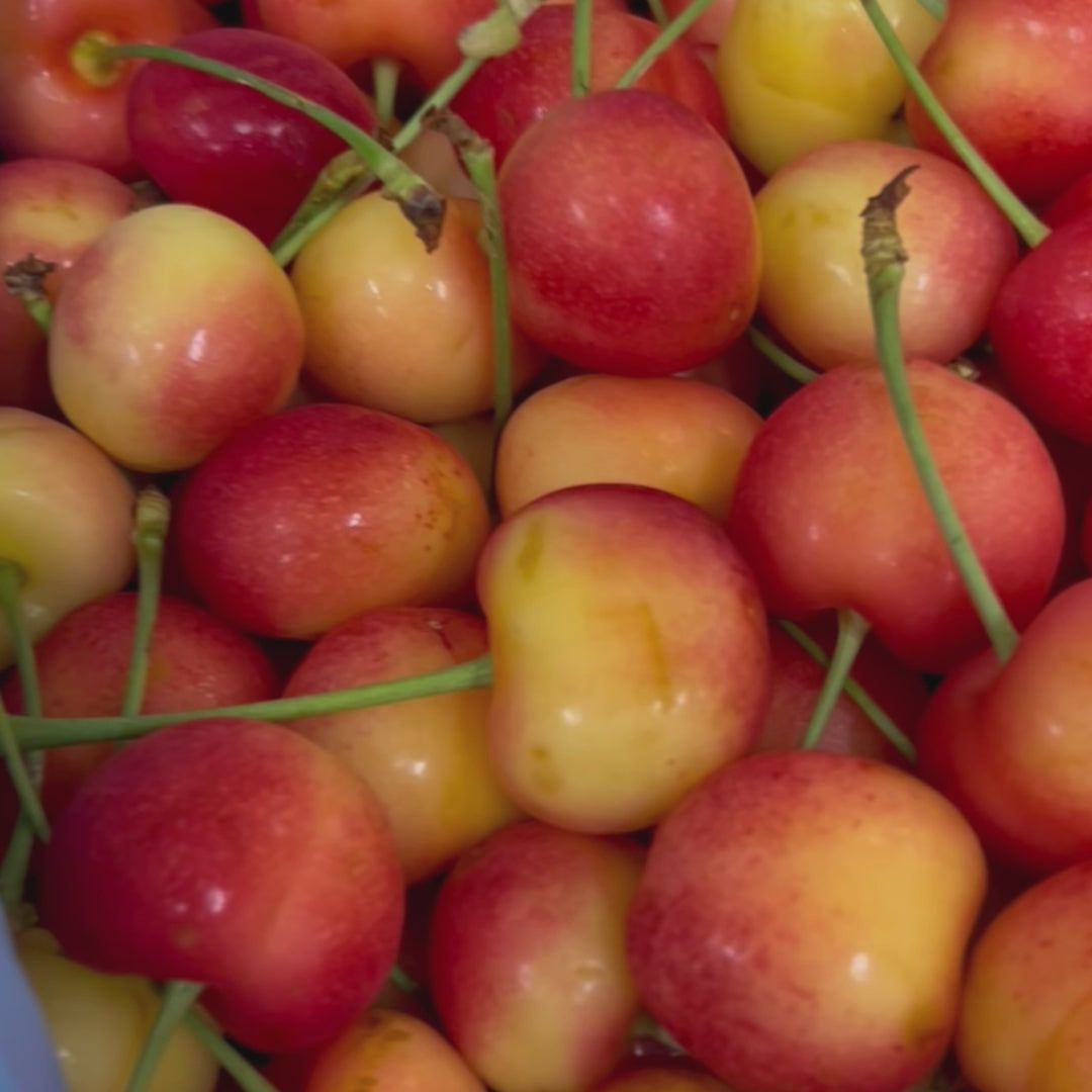 Smiling Monkey Cherry 笑猴樱桃