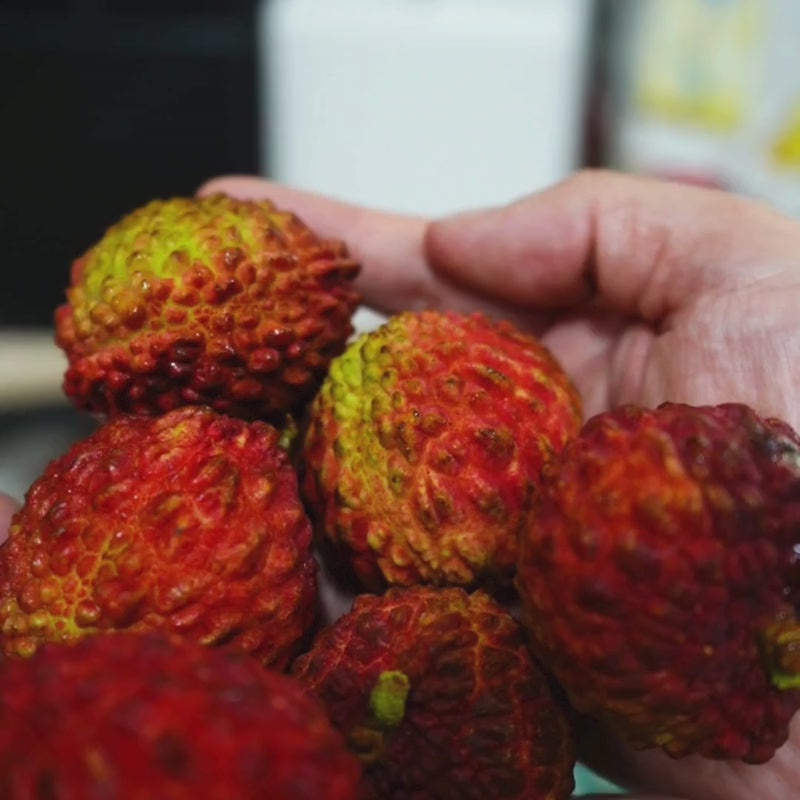 King Lychee 巨无霸荔枝王